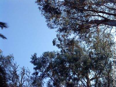 Avec une bonne vue, vous verrez un perroquet tout vert
